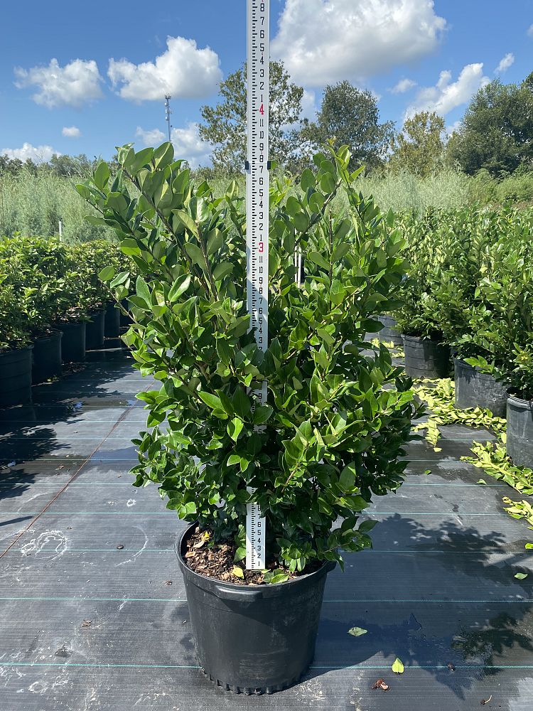 ligustrum-japonicum-japanese-privet-wax-leaf-ligustrum