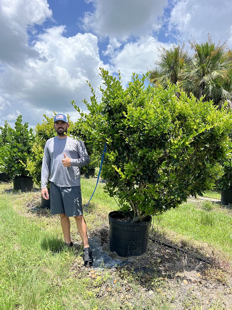 ligustrum-japonicum-japanese-privet-wax-leaf-ligustrum