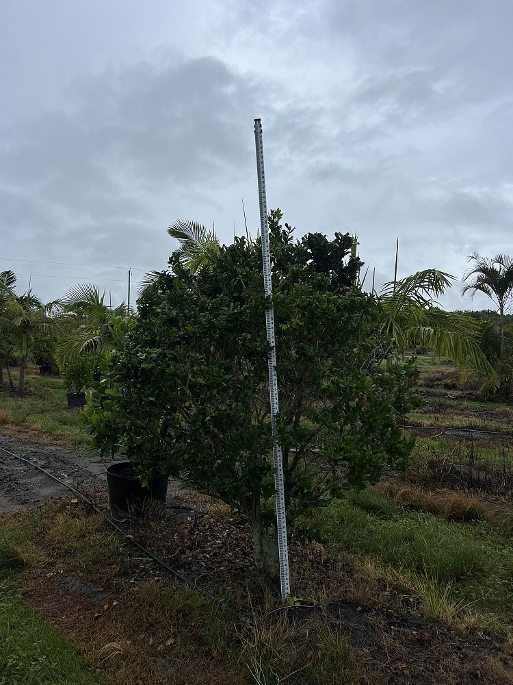 ligustrum-japonicum-japanese-privet-wax-leaf-ligustrum