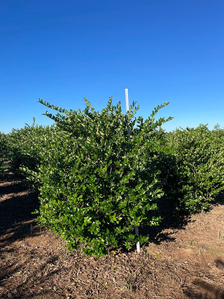 ligustrum-japonicum-japanese-privet-wax-leaf-ligustrum