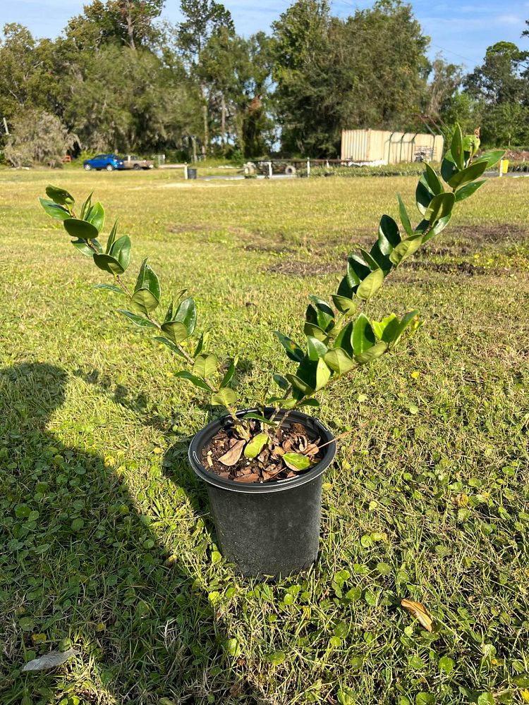 ligustrum-japonicum-japanese-privet-wax-leaf-ligustrum