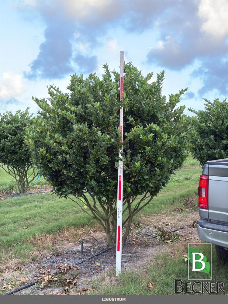 ligustrum-japonicum-japanese-privet-wax-leaf-ligustrum