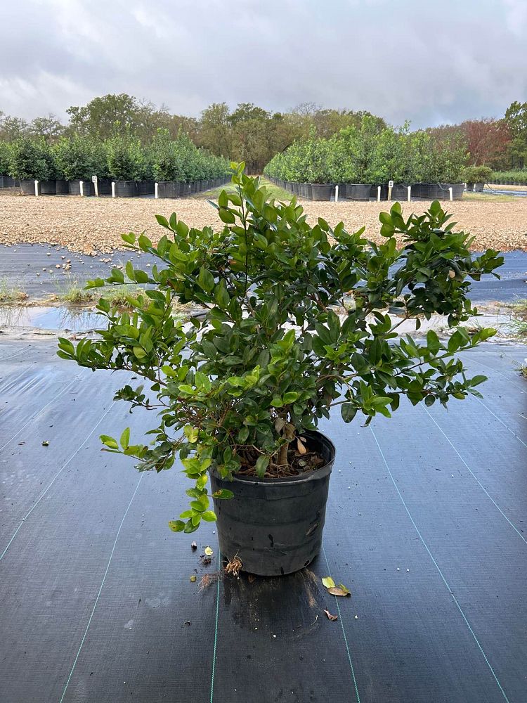 ligustrum-japonicum-japanese-privet-wax-leaf-ligustrum