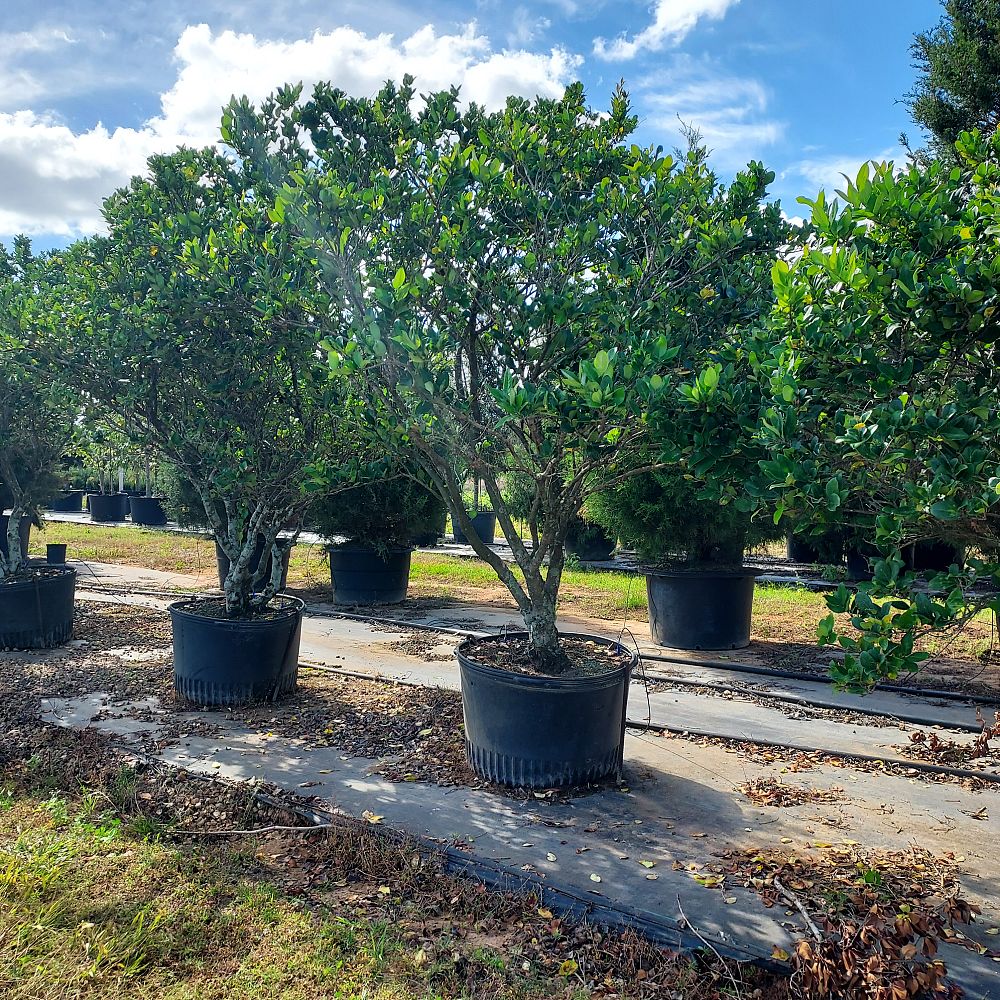 ligustrum-japonicum-japanese-privet-wax-leaf-ligustrum