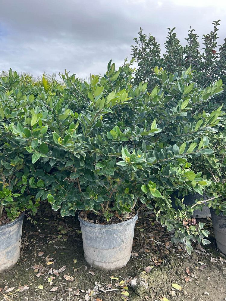 ligustrum-japonicum-japanese-privet-wax-leaf-ligustrum