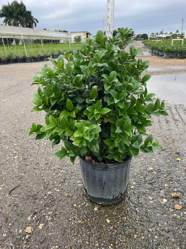 ligustrum-japonicum-japanese-privet-wax-leaf-ligustrum