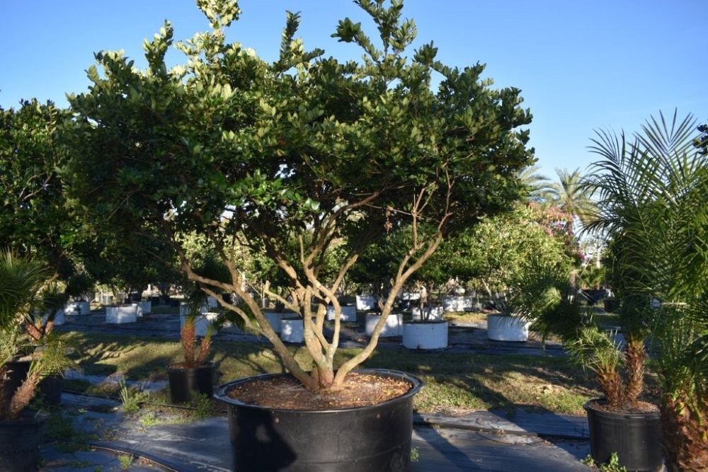 ligustrum-japonicum-japanese-privet-wax-leaf-ligustrum