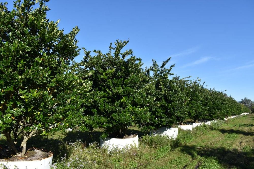 ligustrum-japonicum-japanese-privet-wax-leaf-ligustrum