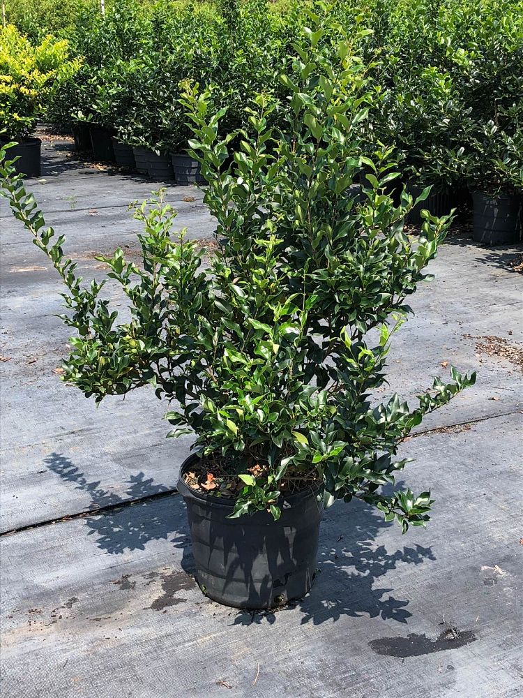 Five Oaks Nursery | plantANT.com