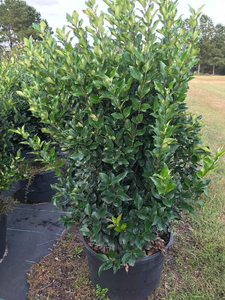 Brunson Wholesale Nursery | plantANT.com