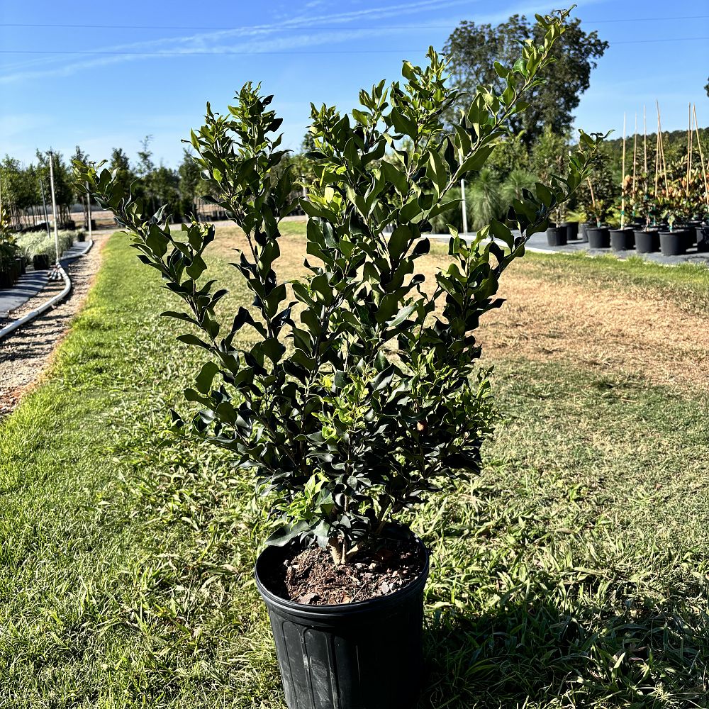 ligustrum-japonicum-recurvifolium-japanese-privet-recurvea-wax-leaf-ligustrum-wavy-leaf-ligustrum