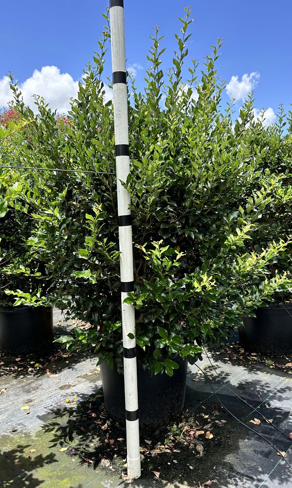 ligustrum-japonicum-recurvifolium-japanese-privet-recurvea-wax-leaf-ligustrum-wavy-leaf-ligustrum