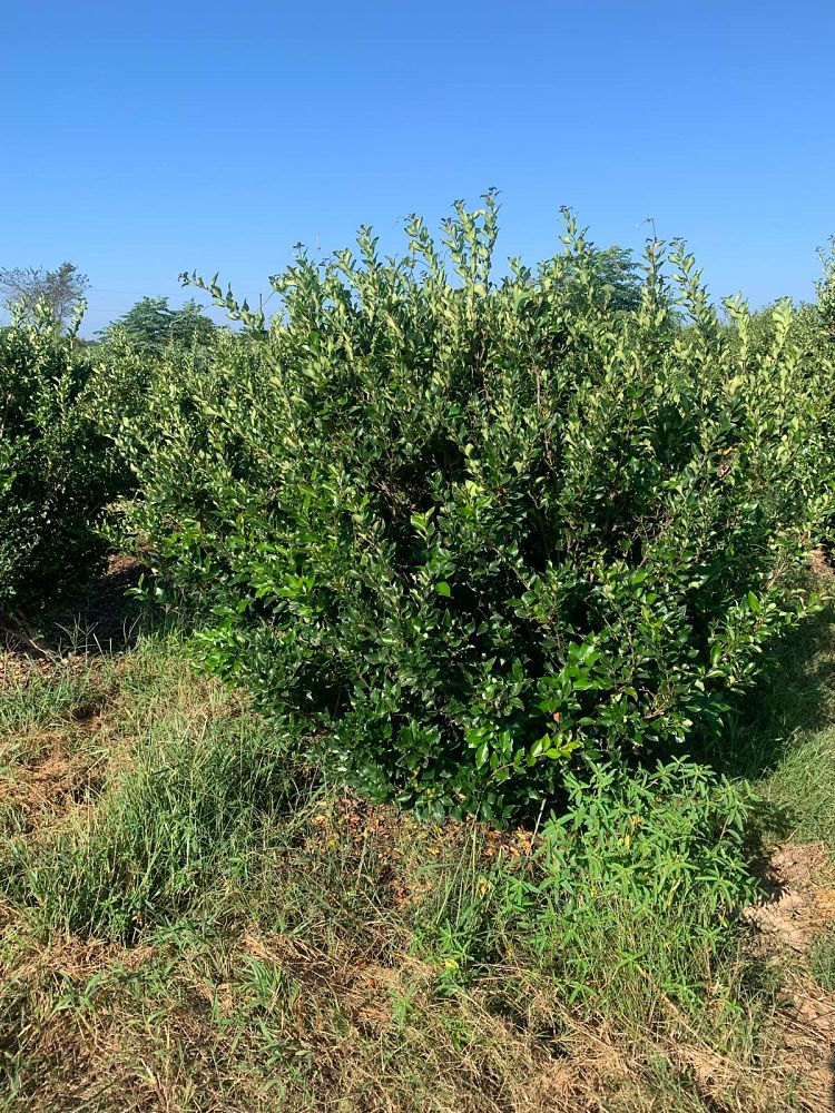 ligustrum-japonicum-recurvifolium-japanese-privet-recurvea-wax-leaf-ligustrum-wavy-leaf-ligustrum