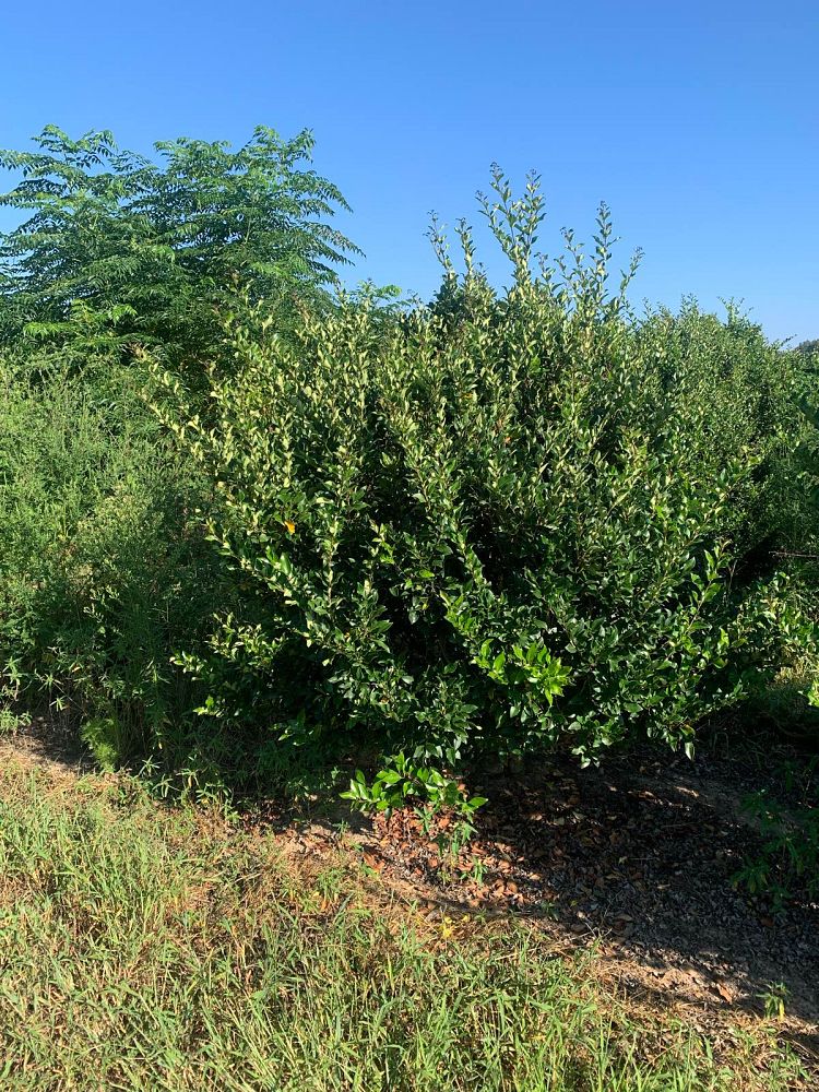 ligustrum-japonicum-recurvifolium-japanese-privet-recurvea-wax-leaf-ligustrum-wavy-leaf-ligustrum