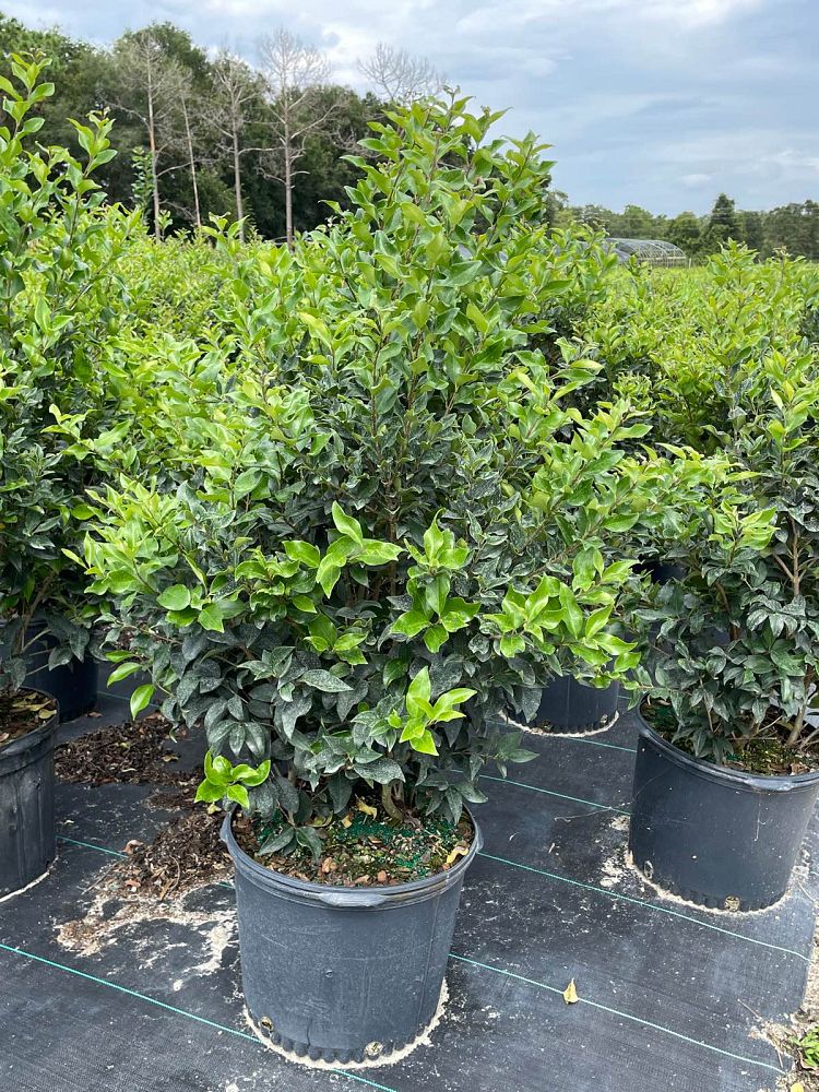 ligustrum-japonicum-recurvifolium-japanese-privet-recurvea-wax-leaf-ligustrum-wavy-leaf-ligustrum