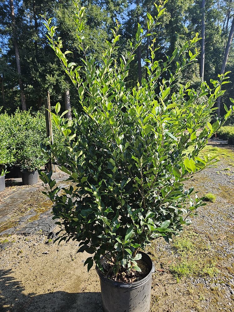 ligustrum-japonicum-recurvifolium-japanese-privet-recurvea-wax-leaf-ligustrum-wavy-leaf-ligustrum