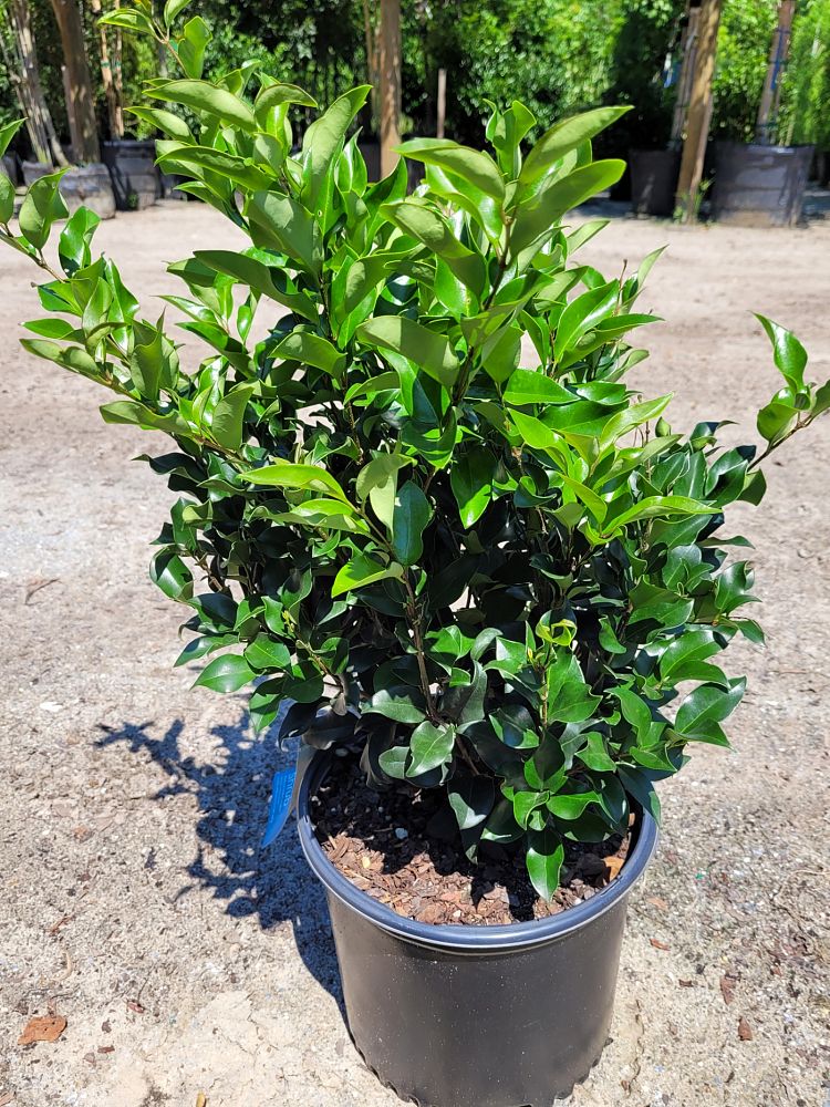 ligustrum-japonicum-recurvifolium-japanese-privet-recurvea-wax-leaf-ligustrum-wavy-leaf-ligustrum