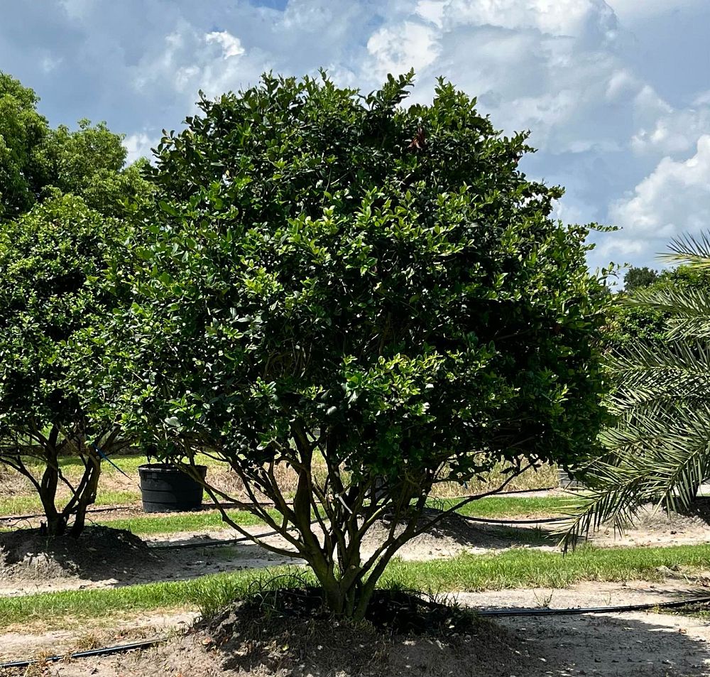 ligustrum-japonicum-rotundifolium-japanese-privet-coriaceum-wax-leaf-ligustrum-curlyleaf-privet