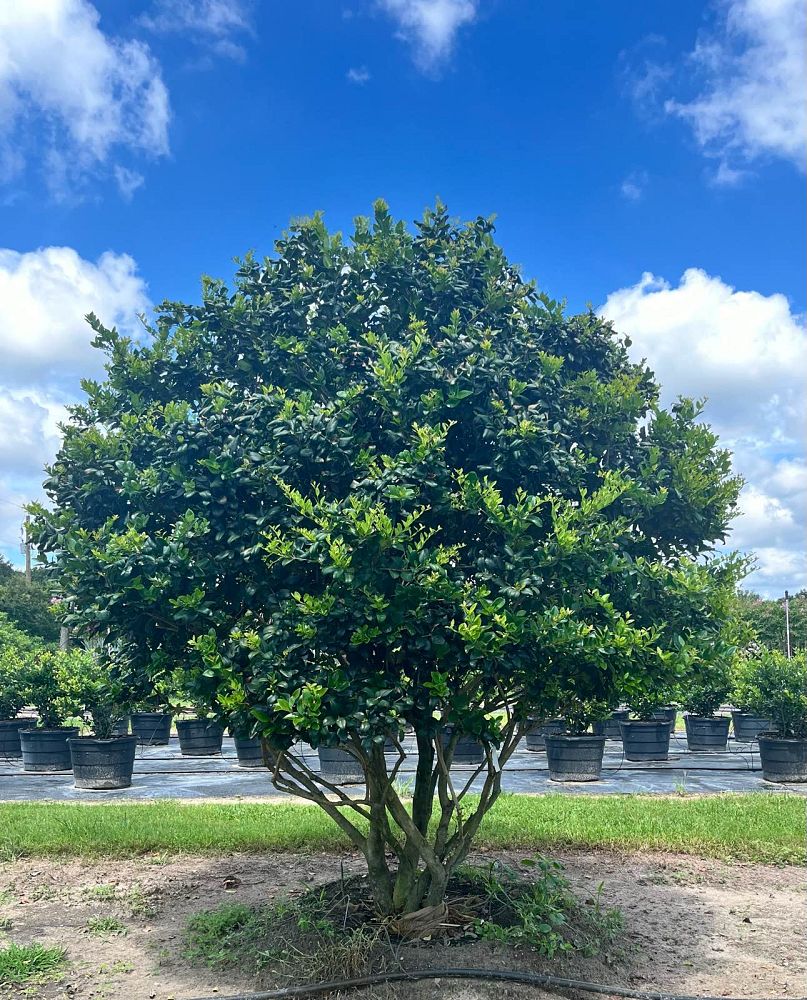 ligustrum-japonicum-rotundifolium-japanese-privet-coriaceum-wax-leaf-ligustrum-curlyleaf-privet