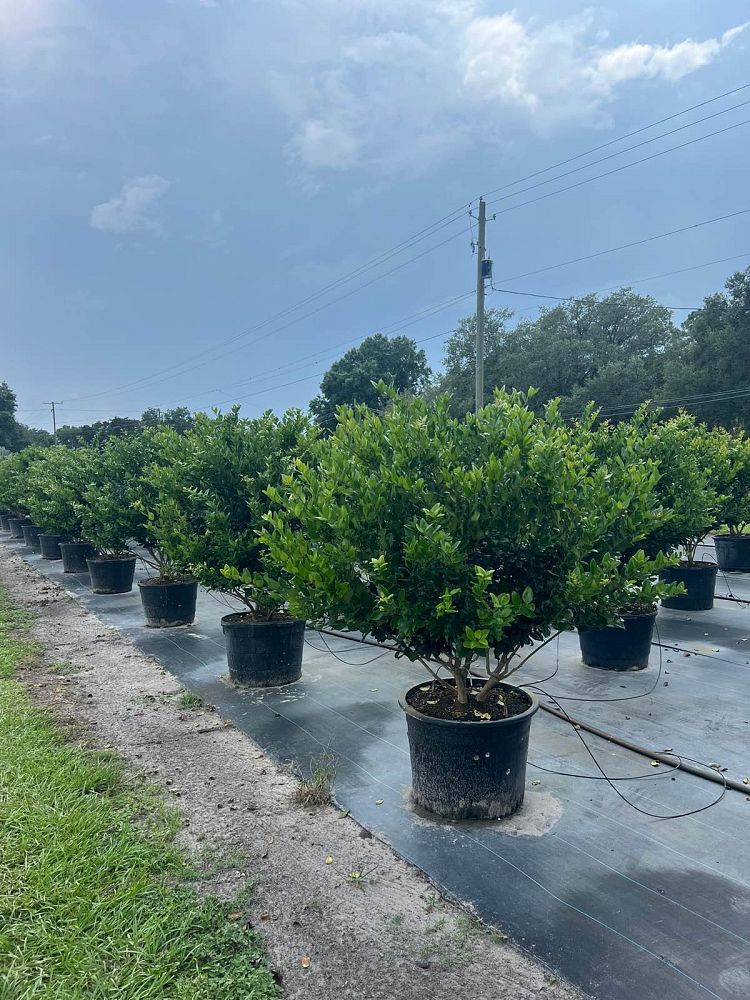 ligustrum-japonicum-rotundifolium-japanese-privet-coriaceum-wax-leaf-ligustrum-curlyleaf-privet