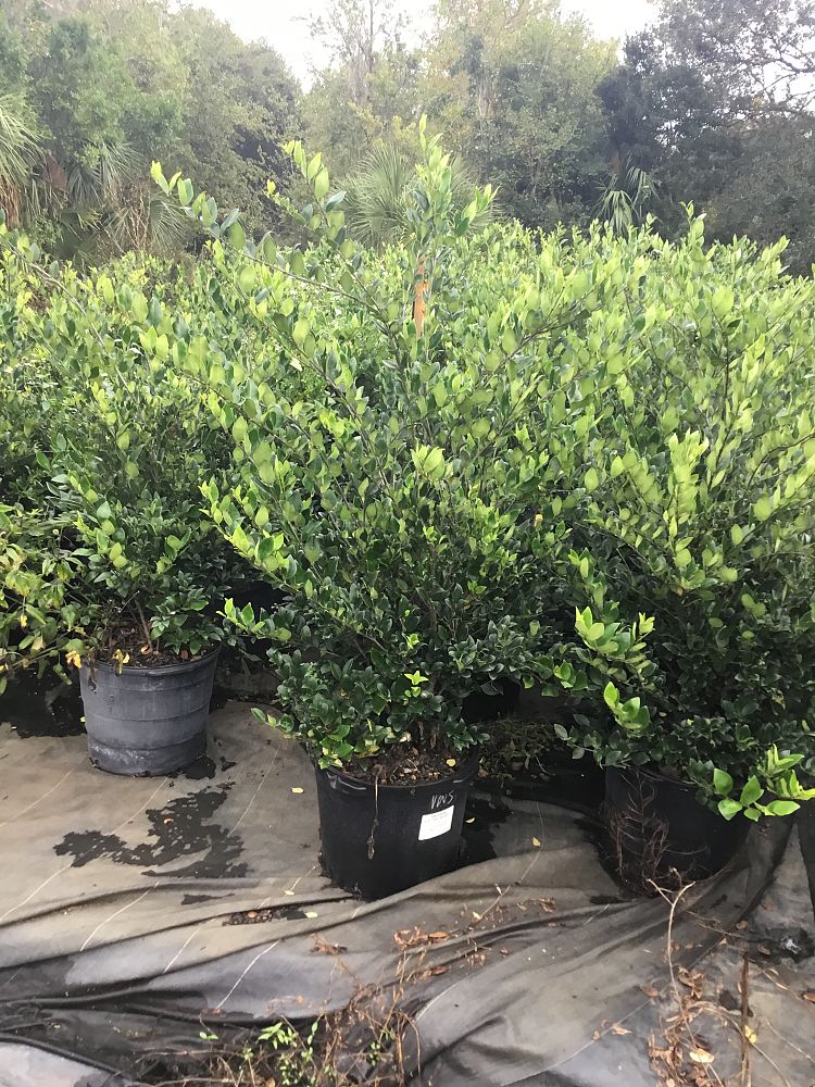 ligustrum-lucidum-glossy-privet-chinese-privet