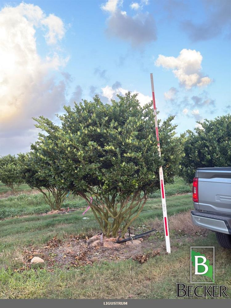 ligustrum-lucidum-glossy-privet-chinese-privet