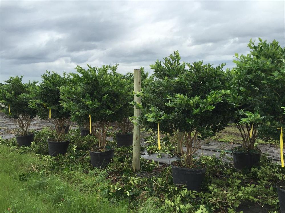 ligustrum-lucidum-glossy-privet-chinese-privet