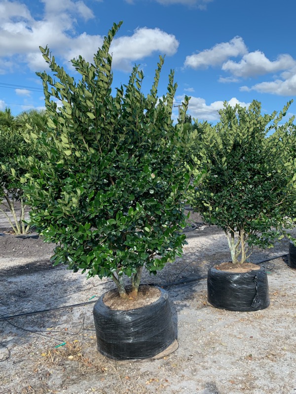 ligustrum-lucidum-glossy-privet-chinese-privet