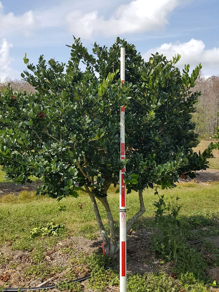 ligustrum-lucidum-glossy-privet-chinese-privet