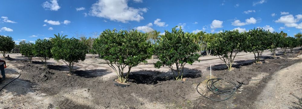 ligustrum-lucidum-glossy-privet-chinese-privet