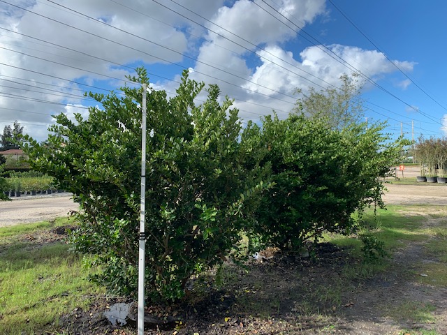 ligustrum-lucidum-glossy-privet-chinese-privet