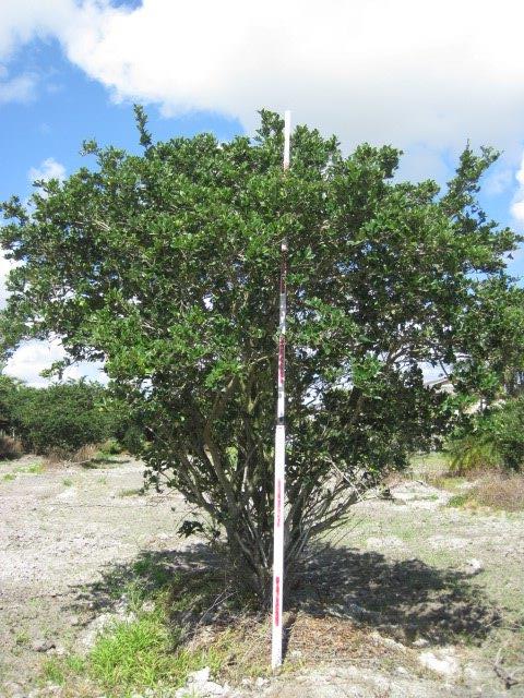 ligustrum-lucidum-glossy-privet-chinese-privet