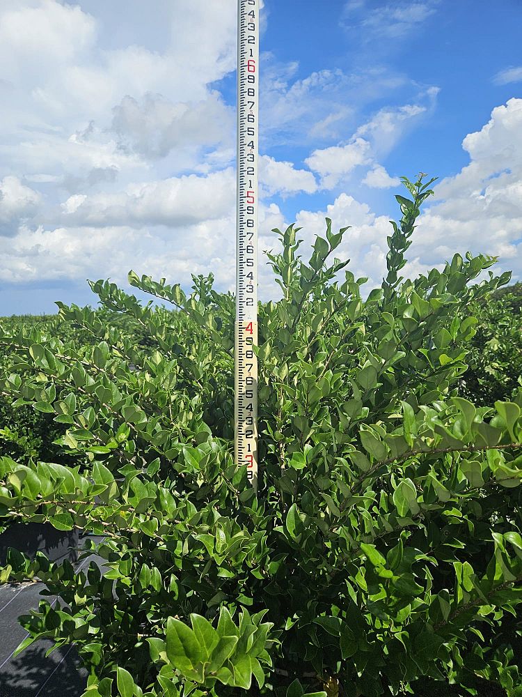 ligustrum-lucidum-glossy-privet-chinese-privet