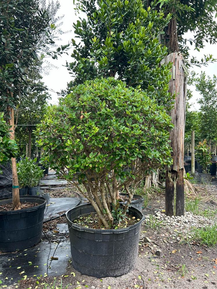 ligustrum-lucidum-glossy-privet-chinese-privet