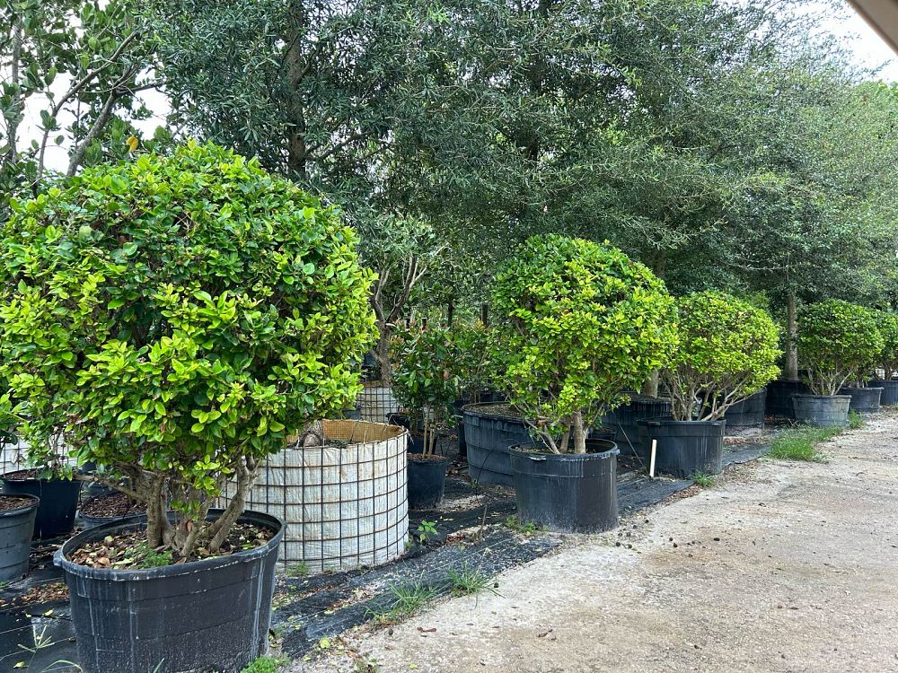 ligustrum-lucidum-glossy-privet-chinese-privet