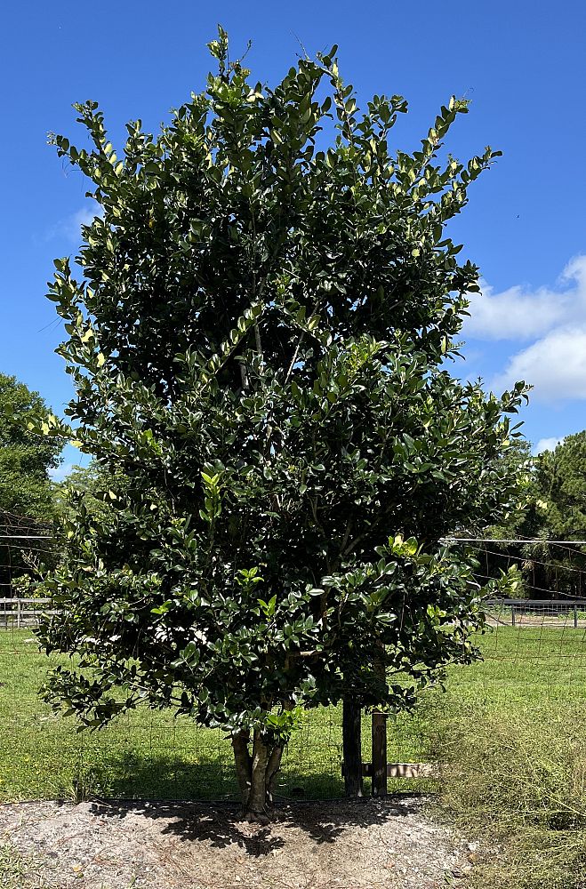 ligustrum-lucidum-glossy-privet-chinese-privet