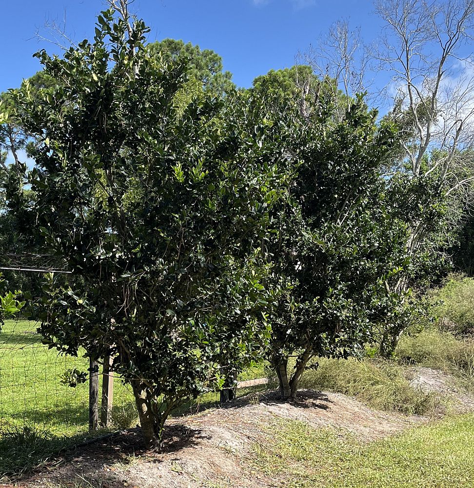 ligustrum-lucidum-glossy-privet-chinese-privet