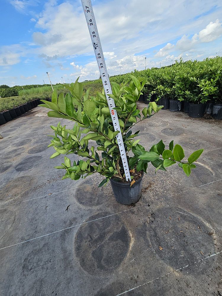 ligustrum-lucidum-glossy-privet-chinese-privet