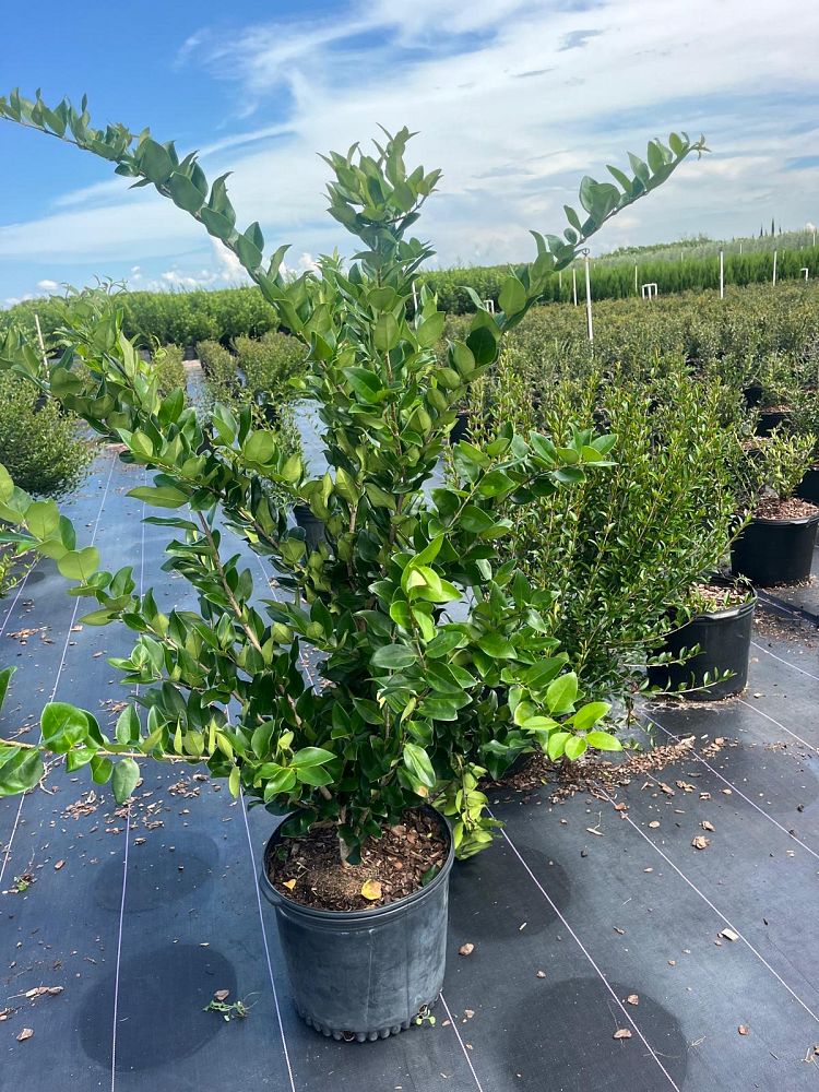 ligustrum-lucidum-glossy-privet-chinese-privet