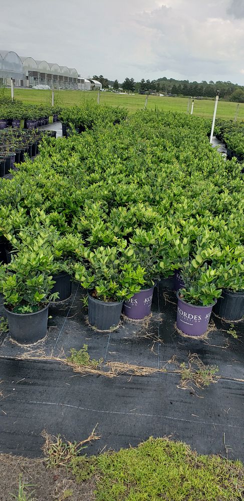 ligustrum-lucidum-glossy-privet-chinese-privet