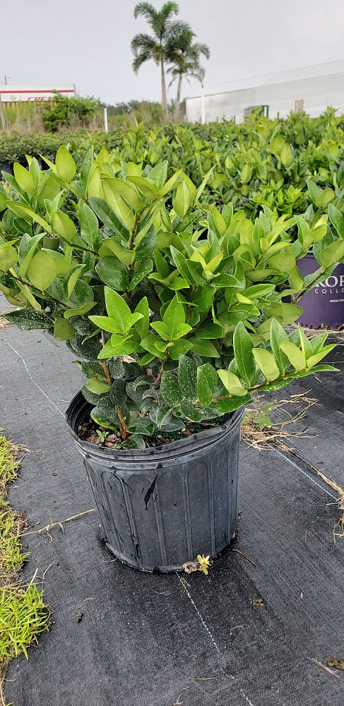 ligustrum-lucidum-glossy-privet-chinese-privet