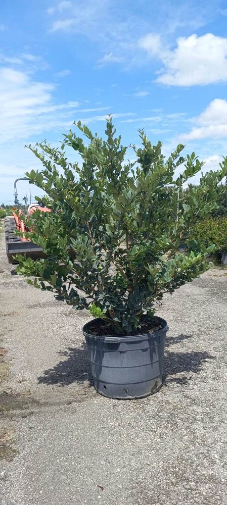 ligustrum-lucidum-glossy-privet-chinese-privet