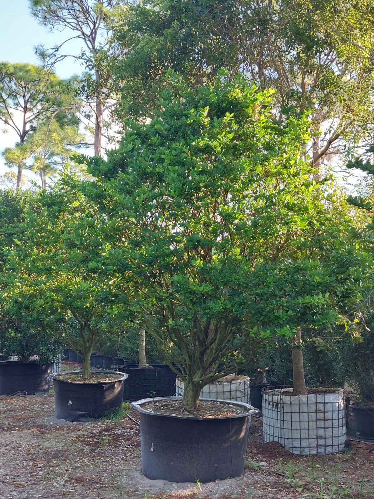 ligustrum-lucidum-glossy-privet-chinese-privet