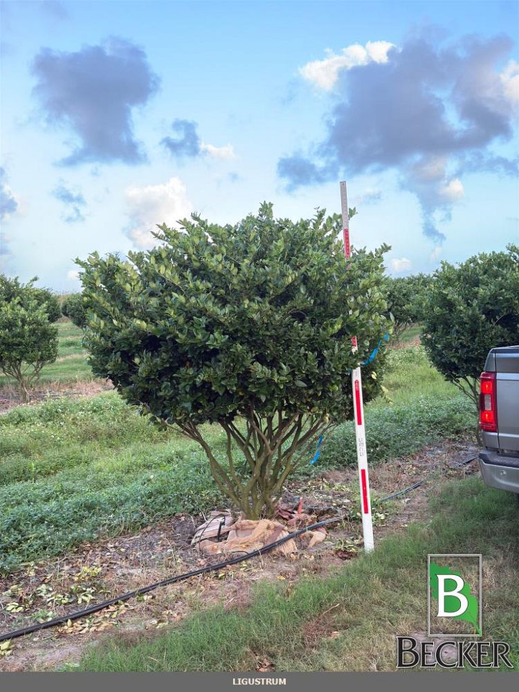 ligustrum-lucidum-glossy-privet-chinese-privet