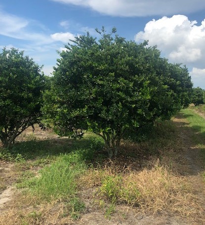 ligustrum-lucidum-glossy-privet-chinese-privet