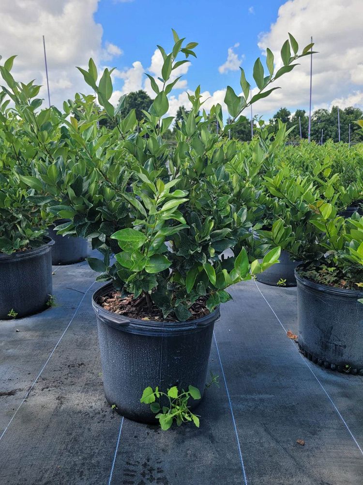 ligustrum-lucidum-glossy-privet-chinese-privet