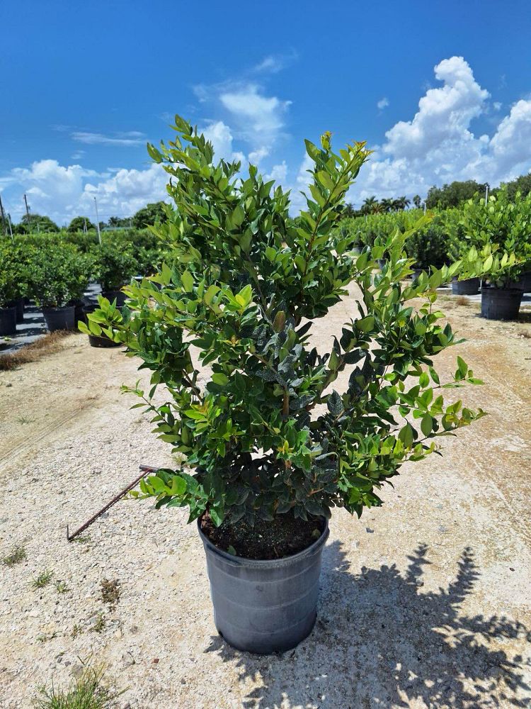 ligustrum-lucidum-glossy-privet-chinese-privet