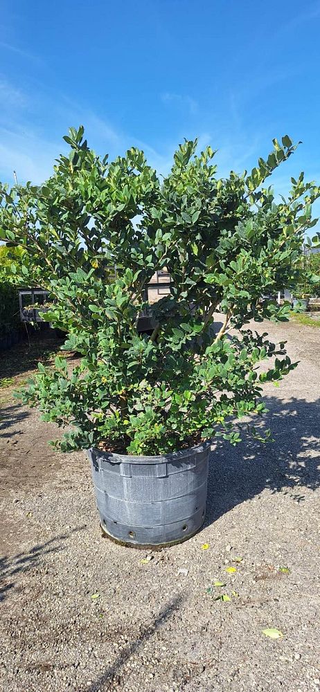 ligustrum-lucidum-glossy-privet-chinese-privet