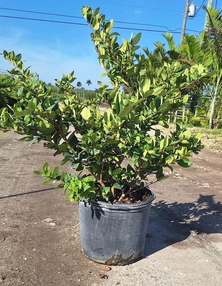 ligustrum-lucidum-glossy-privet-chinese-privet