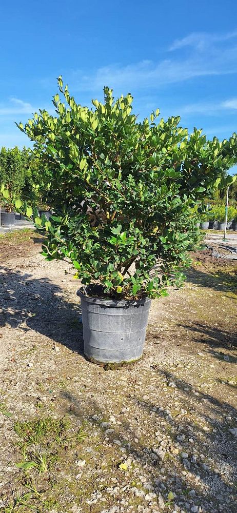 ligustrum-lucidum-glossy-privet-chinese-privet